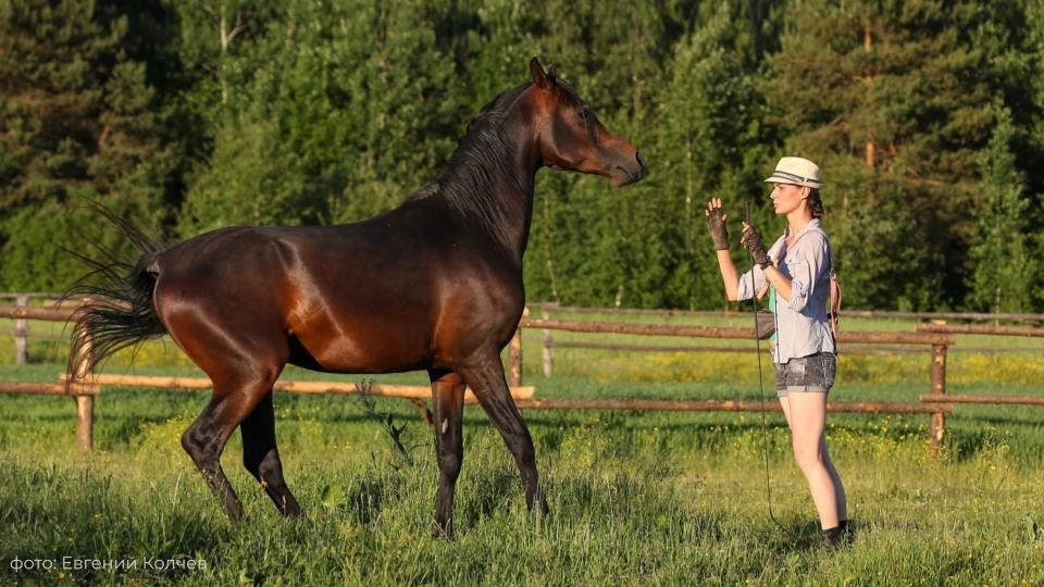 article-horse-therapy-1