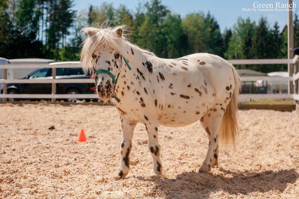 article-horse-therapy-10