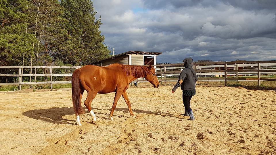 article-horse-therapy-4
