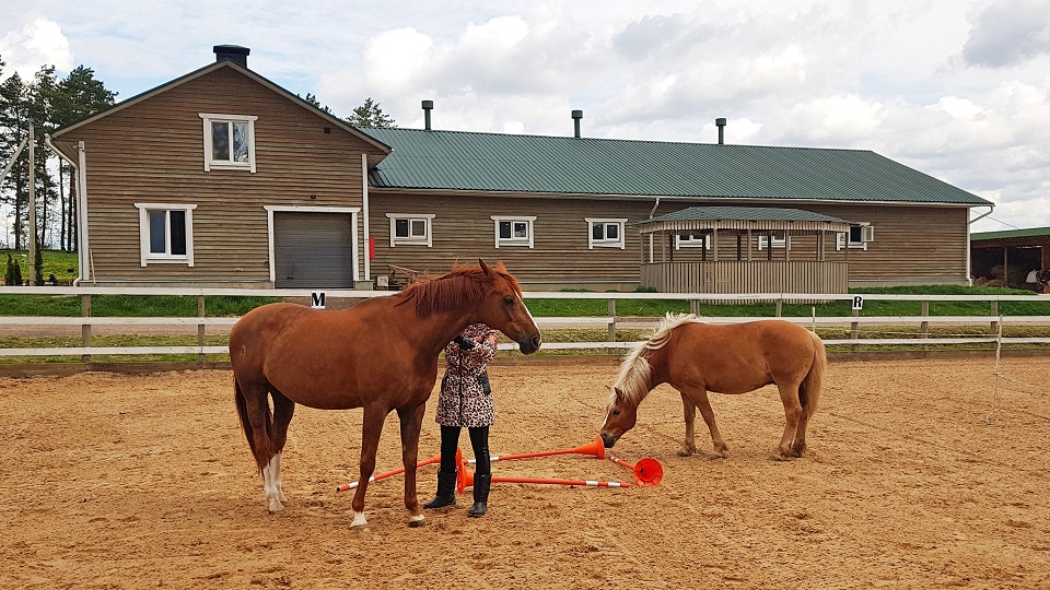 article-horse-therapy-5
