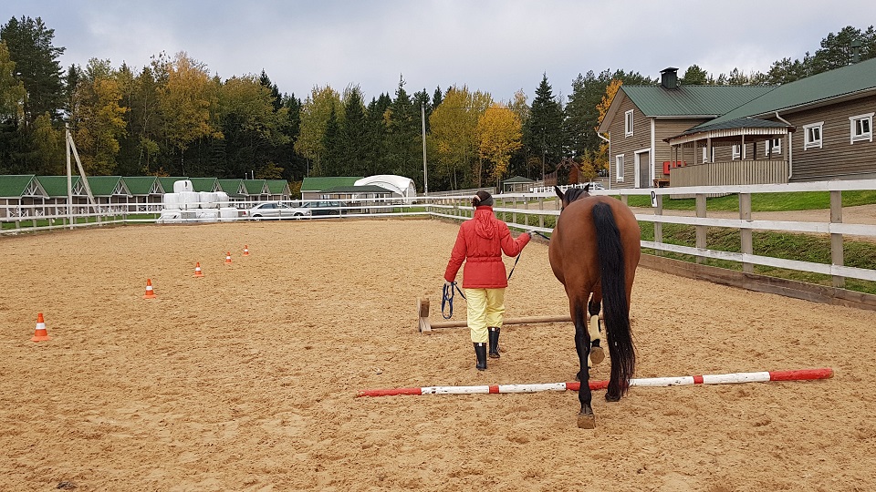 article-horse-therapy-7